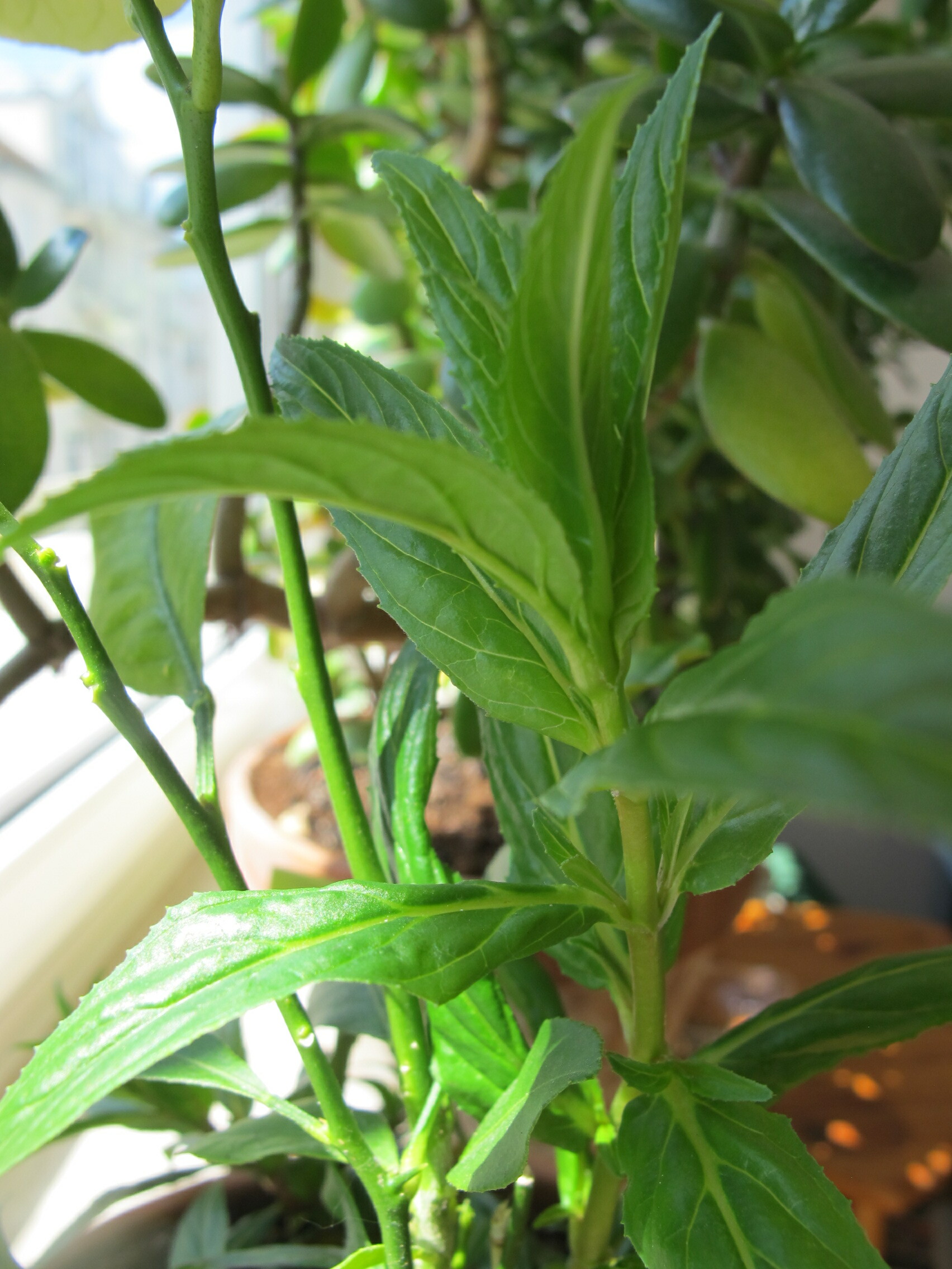Wild plant