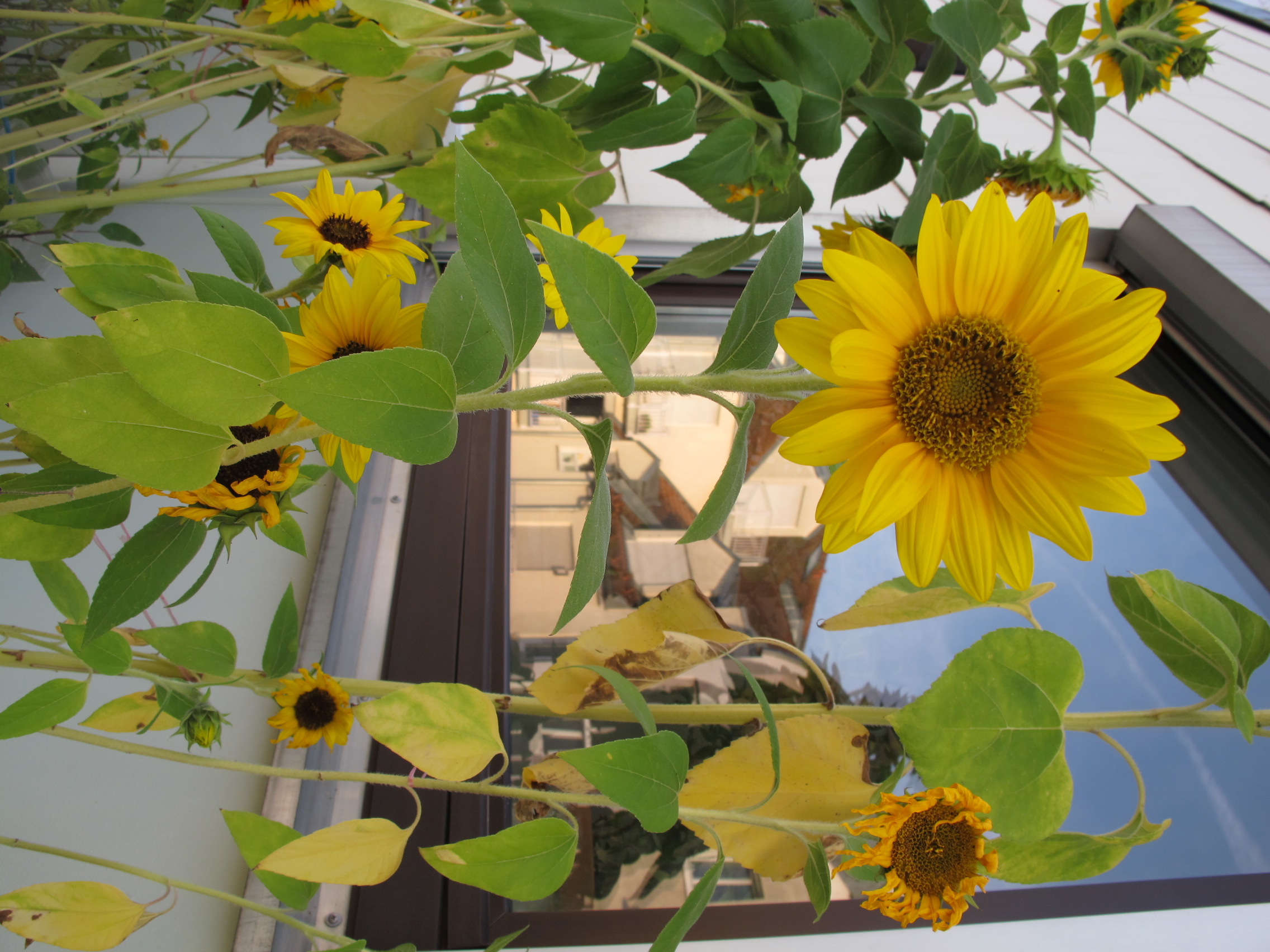 Sunflower