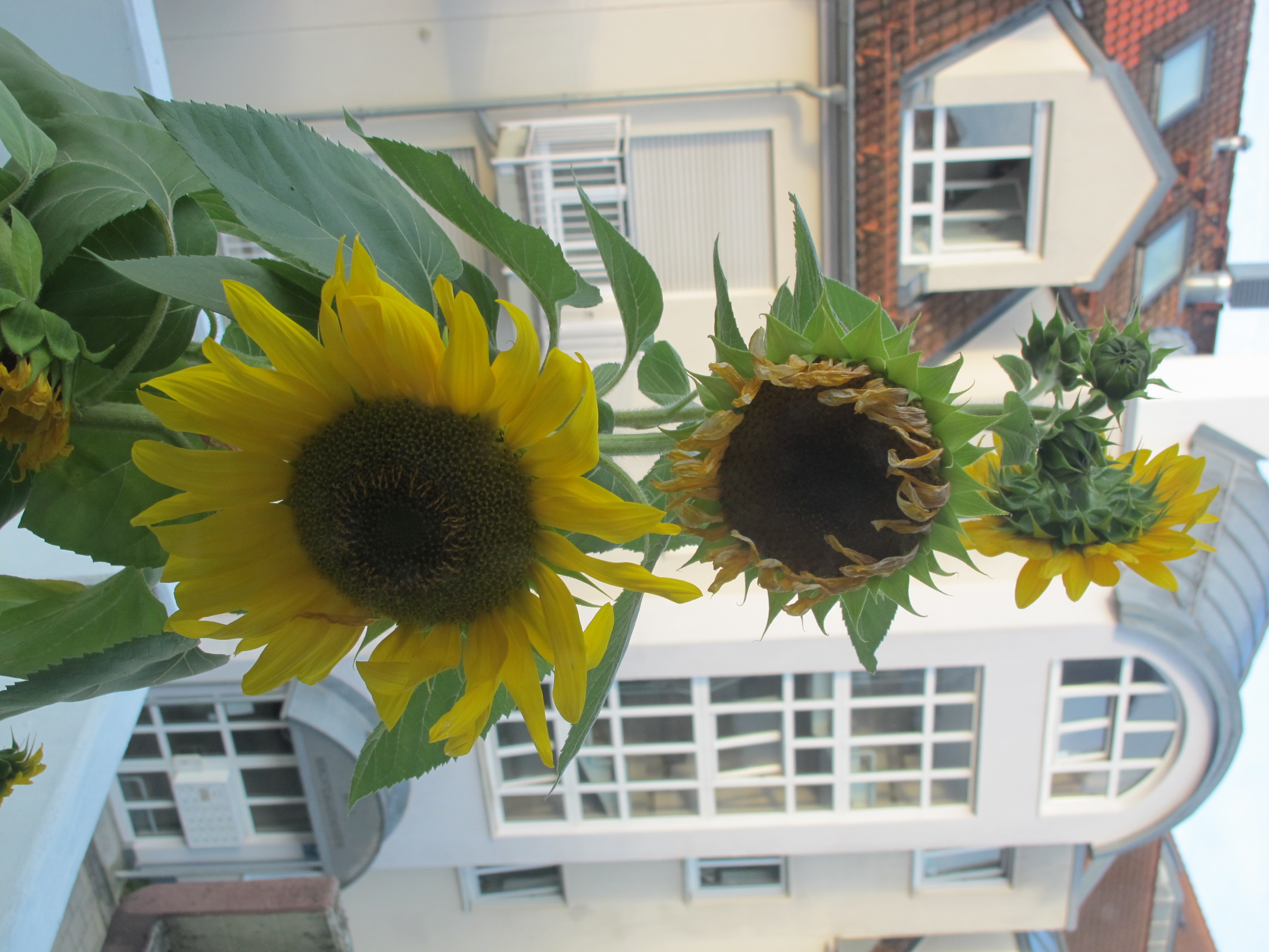 Sunflower