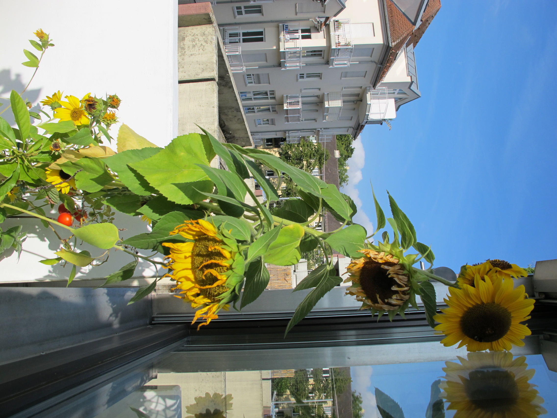 Sunflower