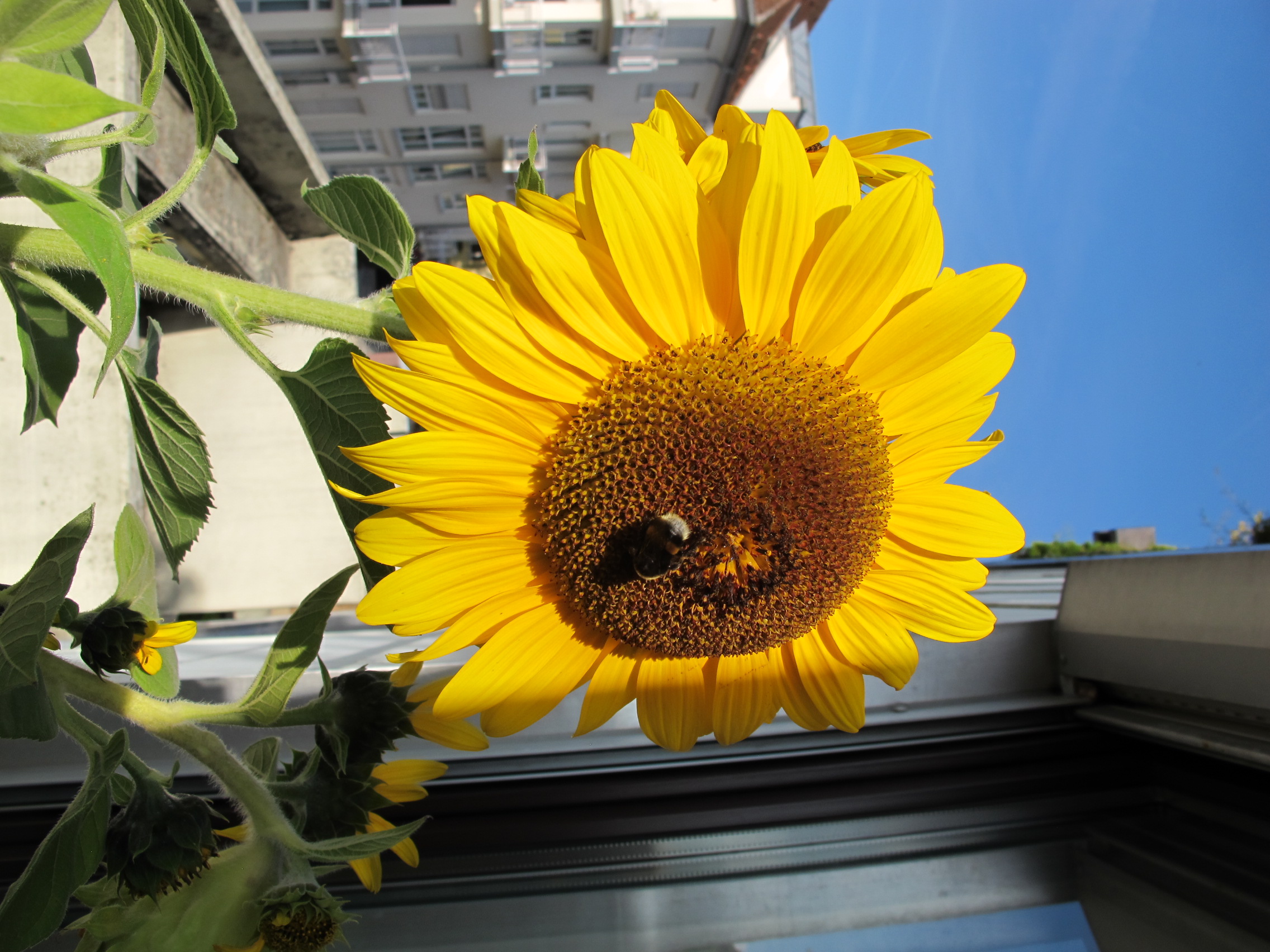 Sunflower