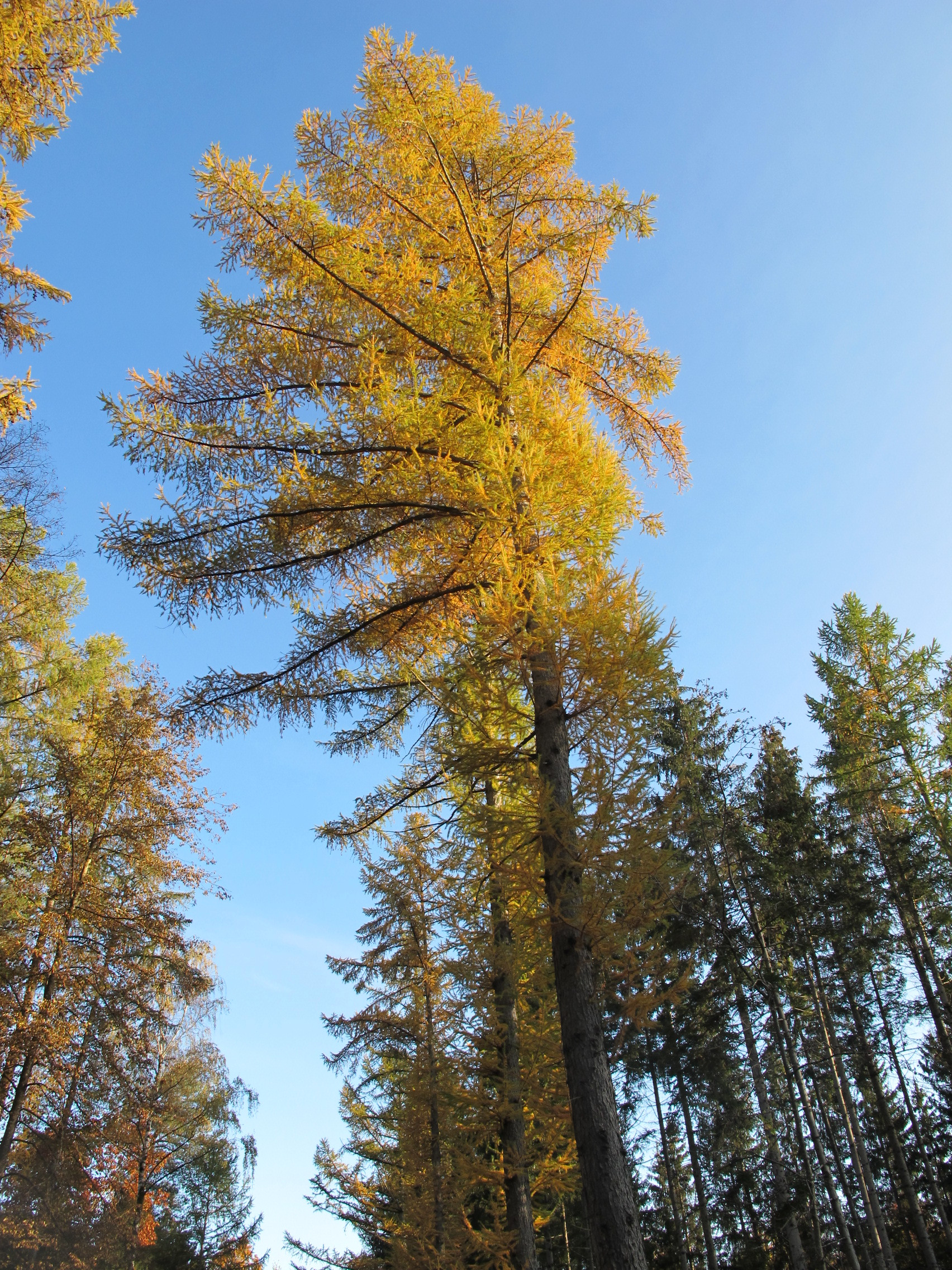 Autumn